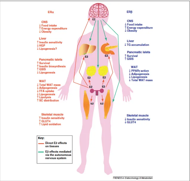 Figure  4 :  Schéma  illustrant  les  principaux  effets  métaboliques  de  l’activation  des  récepteurs  d’œstrogènes    α  et  β  par  l’oestradiol  (E2)  au  niveau  du  muscle  squelettique, pancréas, tissu adipeux, foie et système nerveux central