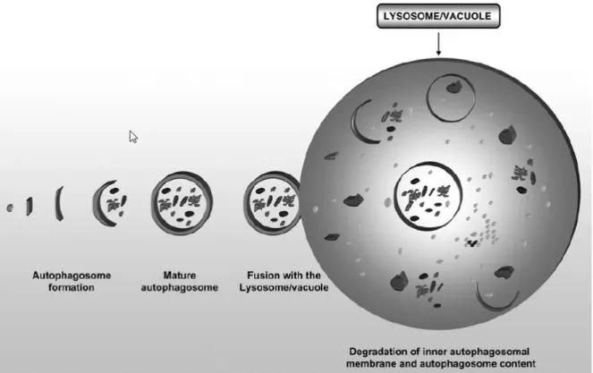Figure 4 : Répresentation schématique du processus de la macroautophagie. 