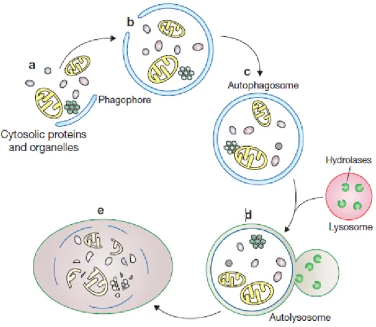 Figure 7 : Biogenèse des autophagosomes dans les cellules des mammifères. 