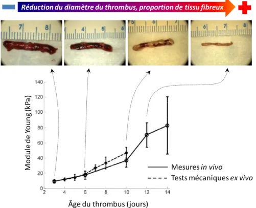 Figure 1.12: Courbes représentant le module élastique (module de Young) de thromboses  veineuses développées dans la veine cave inférieure de rats après chirurgie (création d’une stase)  en fonction de l’âge de la thrombose (de 3 jours à 14 jours)