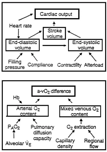 Figure  2.2  –  Représentation  graphique  des  éléments  centraux  et  périphériques  affectant la consommation d’oxygène chez l’humain  