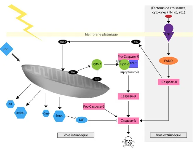 Figure  1-1.  Activation  des  voies  intrinsèque  et  extrinsèque  de  l’apoptose.  L’activation  de  la  voie  intrinsèque  implique  la  relâche  du  cytochrome  c  (cyto