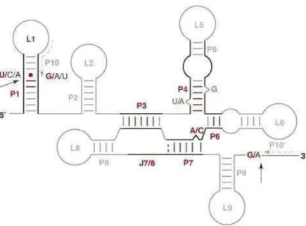 Figure 1. Secondary structure of a typical mitochondrial group I intron 