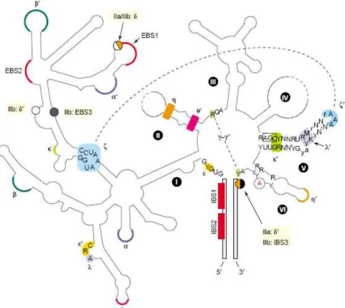 Figure 2. Typical secondary structure of a group II intron 