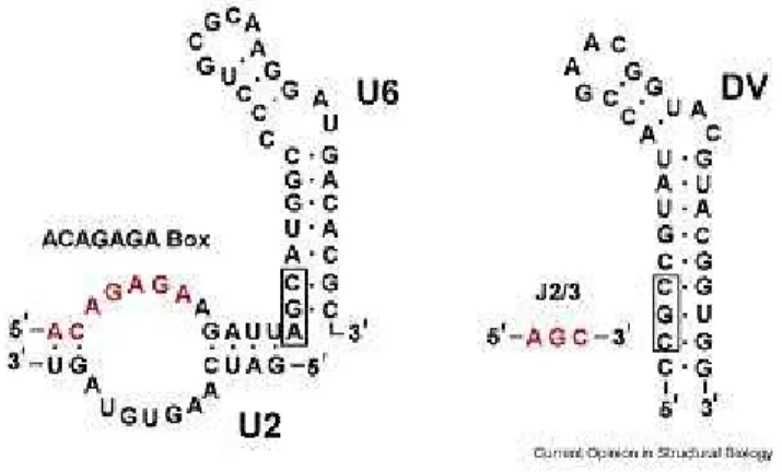Figure 3. Similarity between U6 snRNA and DV of group II introns  