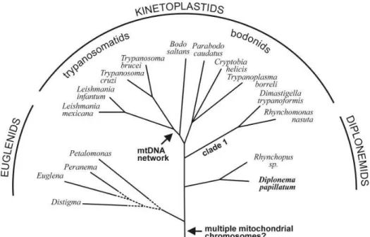 Figure 5. Schematic representation of the phylogenetic position of D. papillatum  