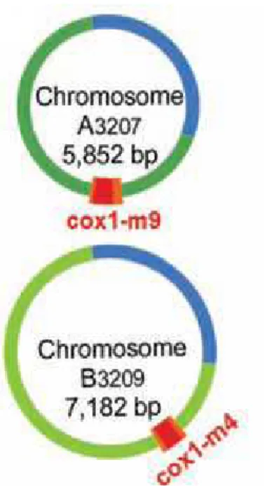 Figure 6. Two mitochondrial chromosomes of D. papillatum 