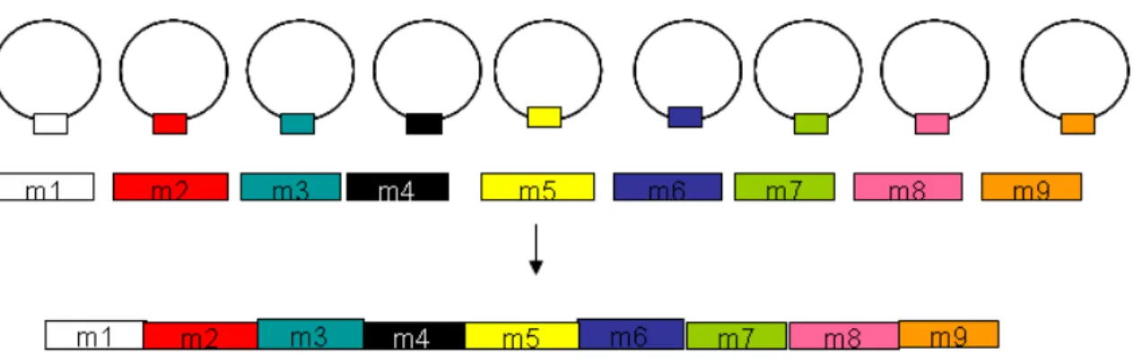 Figure 7. Gene structure of cox1 in D. papillatum mitochondria  