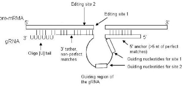 Figure 8. Common features of the pre-mRNA-gRNA duplex in kinetoplastids  