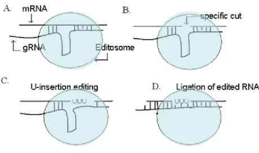 Figure 9. A schematic representation of U-insertion editing in kinetoplastids  