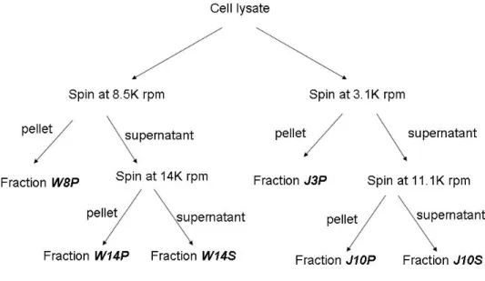 Figure 11. A flow chart of the fractionation process of the cell lysate  