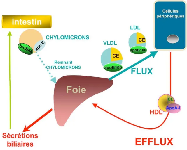 Figure 4. Le cycle du cholestérol. Le foie est au centre de l’homéostasie du  cholestérol