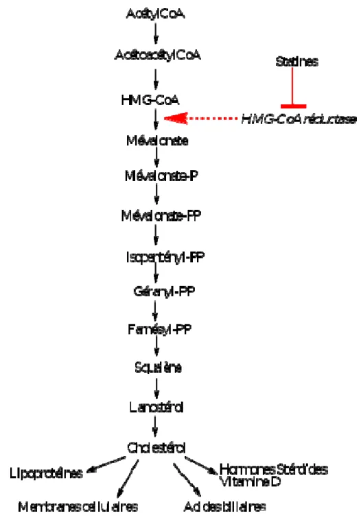 Figure 5. Étapes importantes dans la biosynthèse du cholestérol. D’après [121]. 