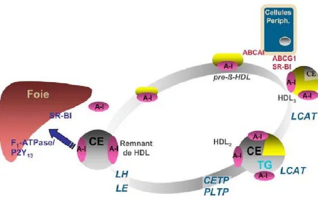 Figure 7. Métabolisme des HDL. Les pré-β-HDL formées d’une apoA-I faiblement  lipidée vont acquérir du cholestérol libre au contact des tissus périphériques pour  devenir une HDL3 puis HDL2 sous l’action de l’enzyme d’estérification du cholestérol : 