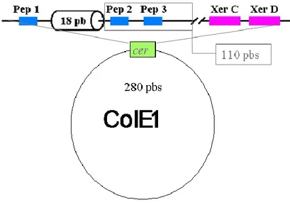 Figure 3. Représentation de la séquence cer sur le plasmide ColE1 (maîtrise Hélène  Sénéchal)