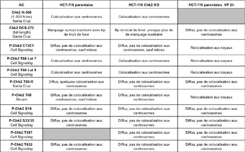 Table 1.  Spécificité des anticorps CHK2 utilisés dans cette étude. 