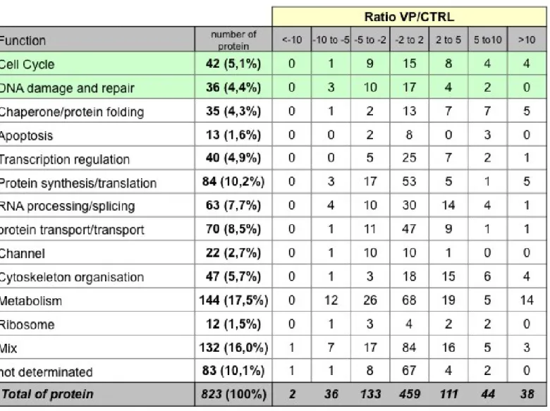 Table 2.  Analyse du protéome de centrosomes isolés à partir de cellules HeLa S3 synchronisées en  phase G2 versus synchronisées en phase G2 et traitées au VP-16