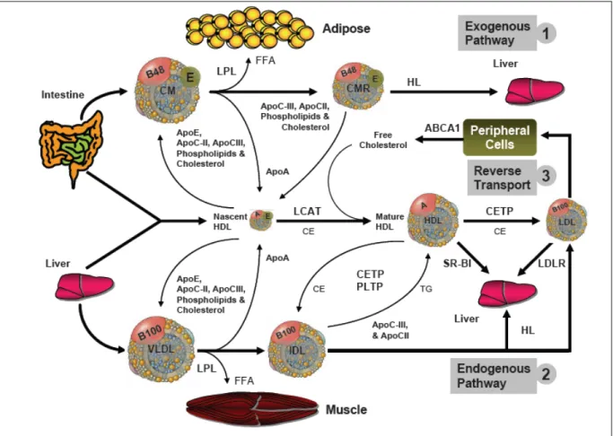 Figure 2. Lipid metabolism; exogenous, endogenous and reverse cholesterol transport  pathways are depicted