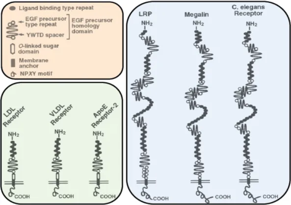 Figure 3. The LDL receptor superfamily. The structural organization of some  members of the LDL receptor gene family is depicted