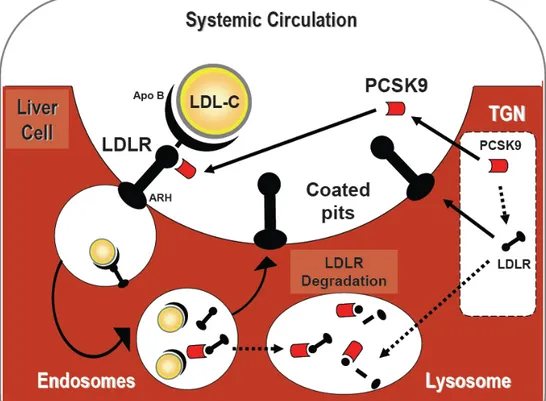 Figure 4. LDLR recycling and associated genetic defect. Familial  Hypercholesterolemia (FH) is caused by mutations in LDLR gene leading  to either an absence or low activity of the LDLR, mutations in APOB gene  (Familial defective apolipoprotein B), mutati
