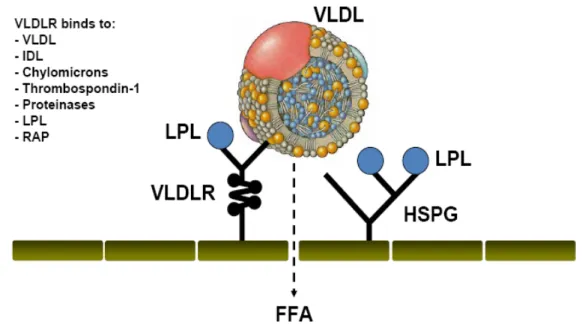 Figure 5. The VLDLR role in fat metabolism. The VLDLR and HSPG facilitate  LPL proximity to VLDL leading to TG hydrolysis and FFA entry to the cell