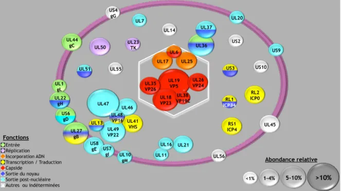 Figure 4. Composition du virion mature d’HSV-1. Schéma des protéines virales retrouvées  dans le virus HSV-1 extracellulaire, de leurs fonctions et leur abondance relative
