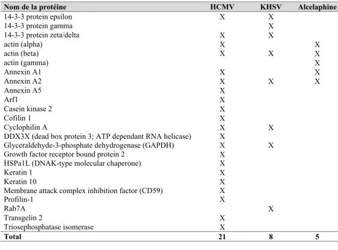 Tableau 3. Protéines cellulaires incorporées dans HSV-1 retrouvées dans d’autres  Herpesviridae [96, 97, 101, 102, 104]