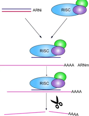 Figure 7. Dégradation d’un ARNm à l’aide de pARNi. 