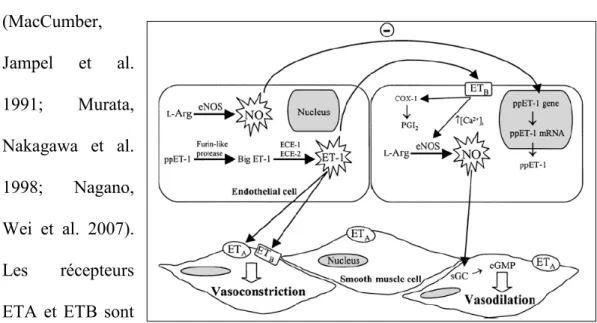 Figure 23 : Rôles du NO et de ET-1 dans la régulation du tonus vasculaire. (tiré de (Alonso  and Radomski 2003)