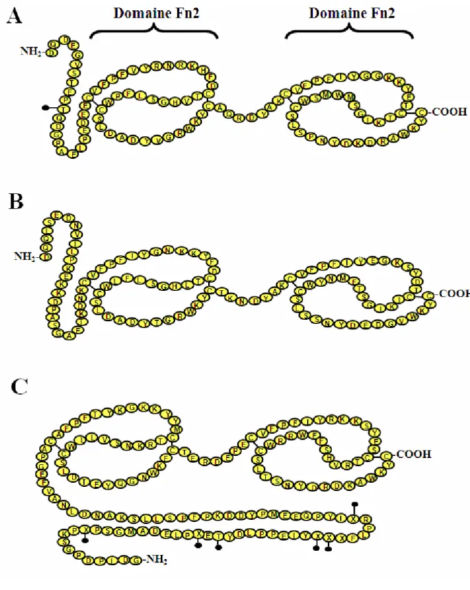 Figure  3. Structure des protéines BSP [26]. Les sites de glycosylation sont indiqués par  des cercles pleins et noirs