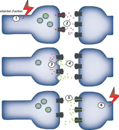 Figure 3. La synapse chimique. 