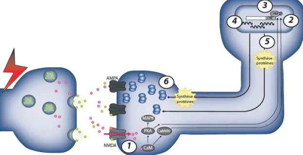 Figure 5. Les mécanismes de la phase tardive de la LTP (L-LTP). 