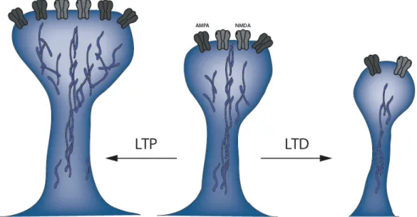 Figure 10. Changement morphologique des épines dendritiques dans la plasticité  synaptique