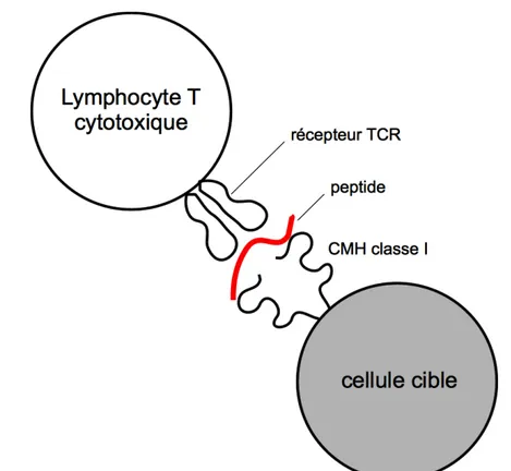 Figure 1.1 – Schéma de présentation des antigènes peptidiques par les molécules du CMH de classe I au récepteur TCR