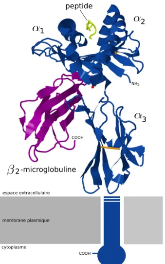 Figure 1.2 – La structure 3D de la molécule du CMH-I HLA-A*2 avec le peptide antigénique WT1 (126-134 R1Y)