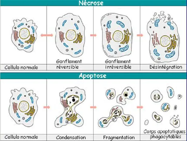 Figure 2: Comparaison des étapes clés de l’apoptose et de la nécrose. 