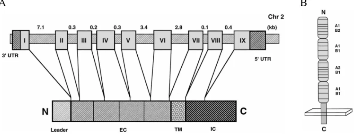 Figure 1.2 : Structure du gène et de la protéine du CD40 humain. A) Le gène du CD40 contient 9 exons codant pour 