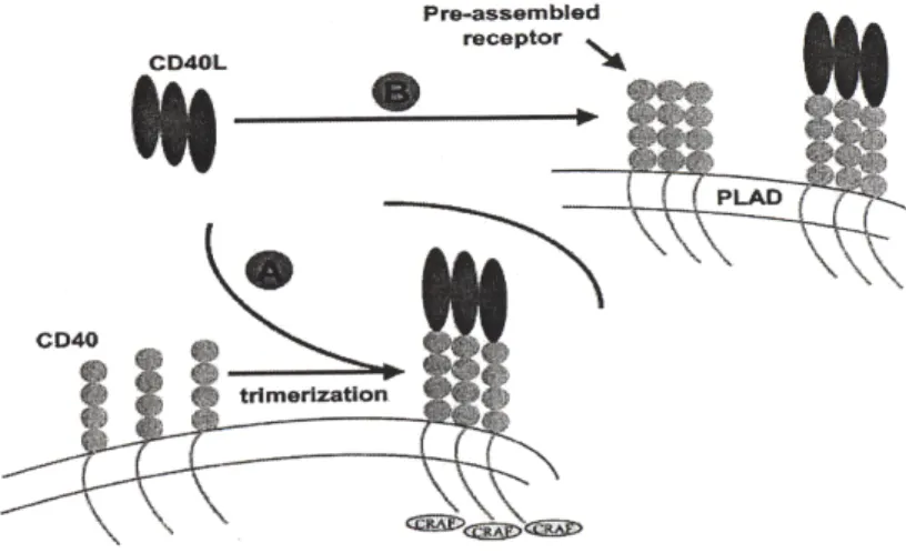 Figure  1.3 :  Les  deux  modèles  d’interactions  possibles  entre  le  CD40L  et  le  CD40