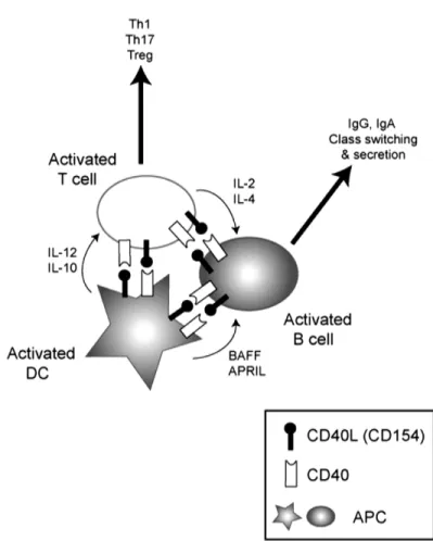 Figure 1.8 : Rôle du complexe CD40/CD40L lors de l’immunité humorale. DC= cellule dendritique