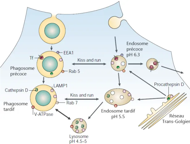 Figure 2. Le processus de maturation du phagosome.   