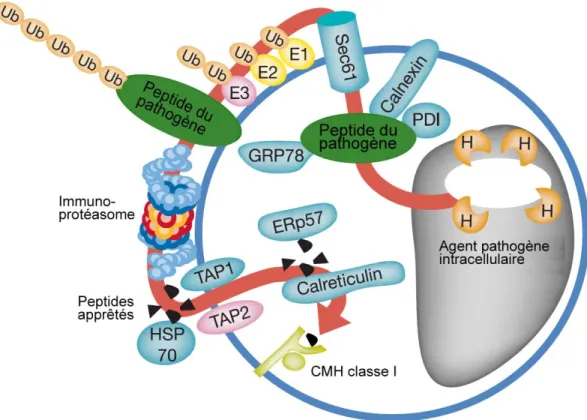 Figure 9.  Modèle de la présentation croisée d’antigènes exogènes effectuée dans  le phagosome des vertébrés