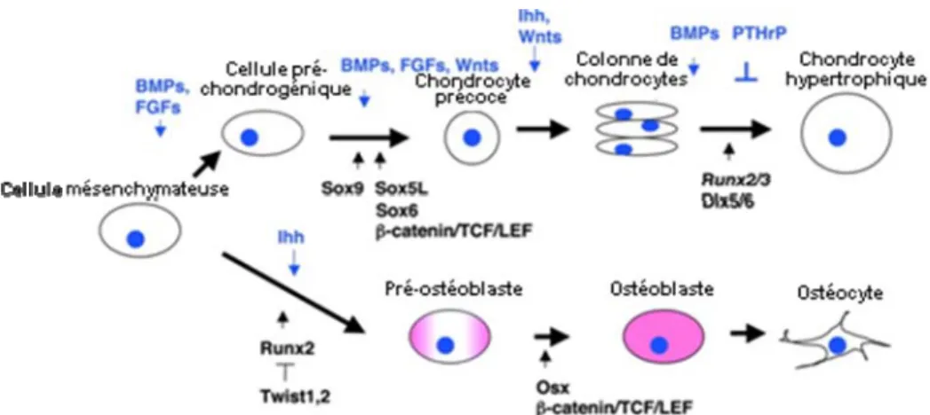 Figure 1 : Différenciation des lignées ostéoblastiques et ostéoclastique  (Kobayashi and Kronenberg 2005) 
