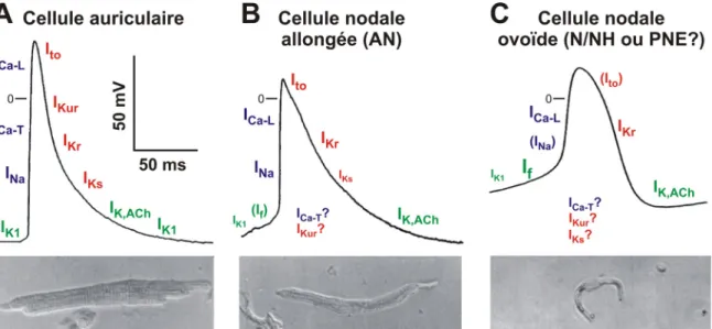 Figure 7 : Courants ioniques dans différentes cellules nodales et auriculaires  Haut : Courants ioniques impliqués dans la genèse du potentiel d’action des cellules  auriculaires (A), nodales allongées (B) et nodales ovoïdes (C)