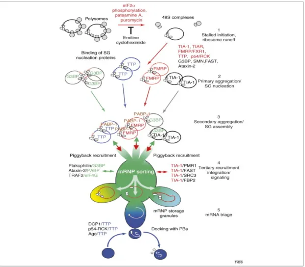 Figure 1.1. Model of stress granule assembly [18]. The process of SG assembly  is  initiated  via  the  phosphorylation  of  eIF2!,  which  results  in  polysome  disassembly