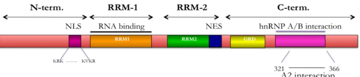 Figure 1.2. The structure of TDP-43 [53, 71, 81, 85, 105]. TDP-43 and has all  of the structural features of an hnRNP protein including two highly conserved  RRMs (RRM1 and RRM2), a nuclear localization signal, and a glycine-rich  C-terminal