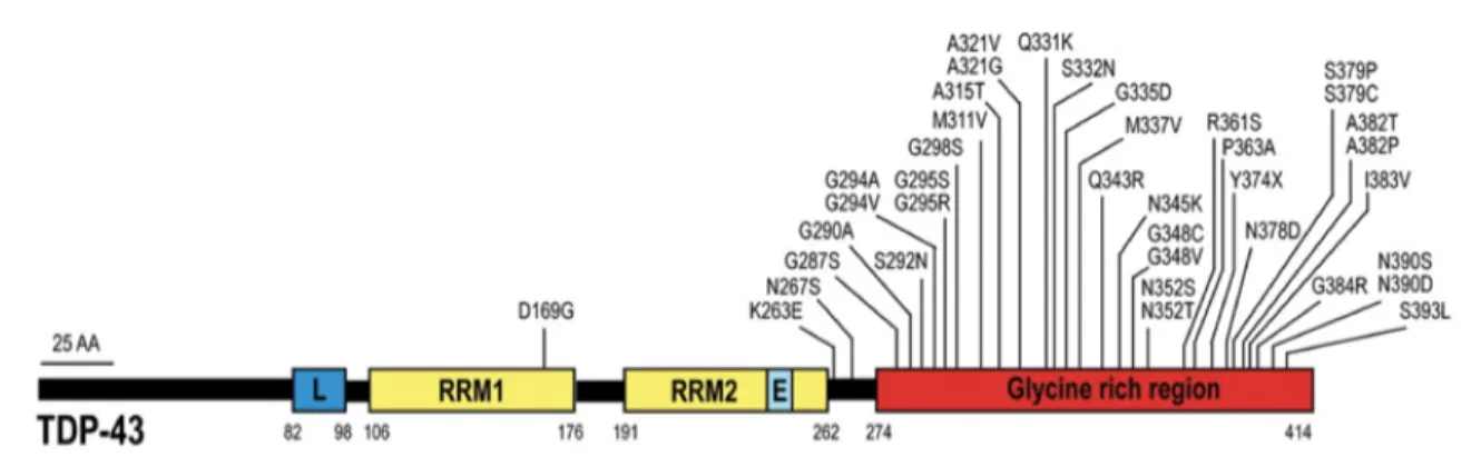Figure 1.4. Mutations in TDP-43 [105]. A total of 38 different mutations have  currently been reported as causative for ALS