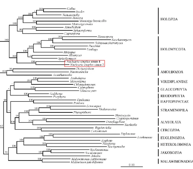 Figure  S1:  Tree  of  eukaryotes  with  the  eukaryotic  dataset  and  ML  inference