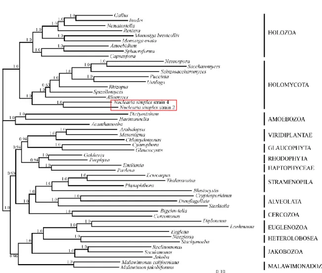 Figure  S3:  Phylogeny  with  Eukaryotic  Dataset  after  recoding  amino  acids  into  six  groups