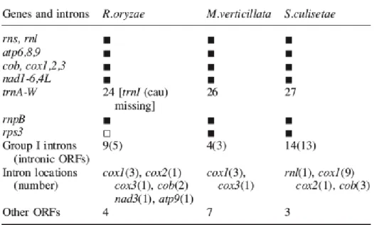 Table 1 Overview of gene, ORF and intron content in zygomycete mtDNAs 