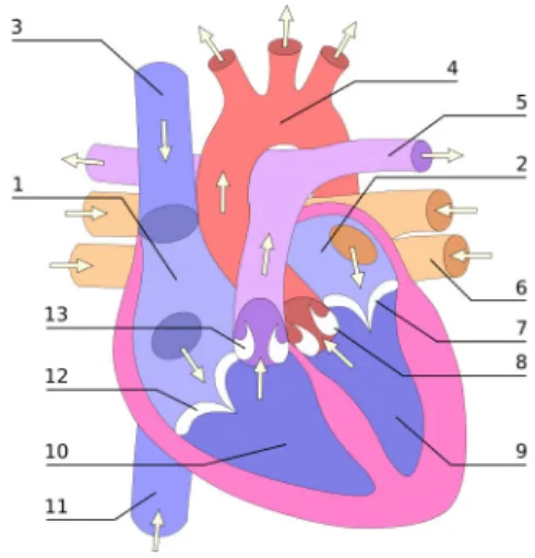 Figure 1.1 – Le coeur et sa structure [3]
